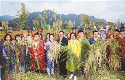 11月15日,浙江省龙泉市兰巨乡独田村的巨型稻就迎来了丰收.