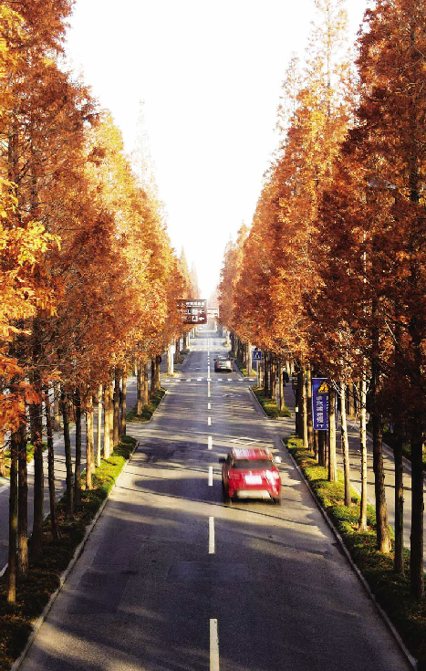 水杉大道美景如画