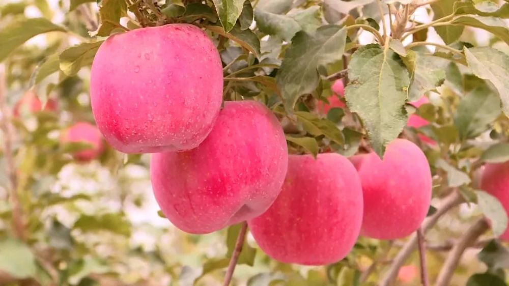 阿克苏好地方 美食篇——《阿克苏冰糖心苹果》