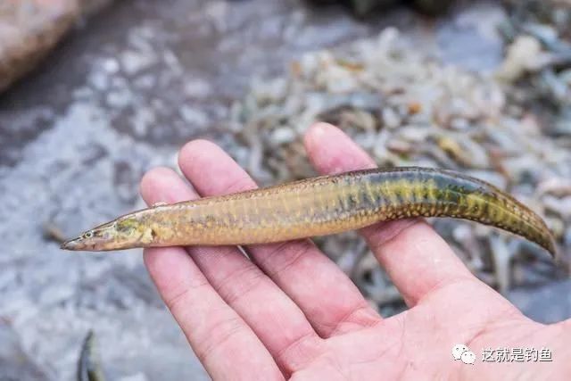 中國原生魚中華刺鰍