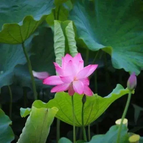 头像|中年佛系荷花莲花多人团头
