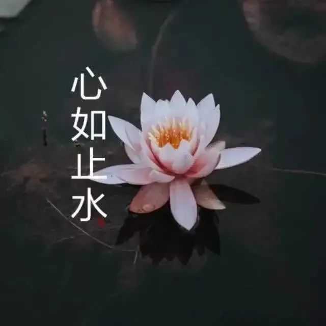 頭像|中年佛系荷花蓮花多人團頭