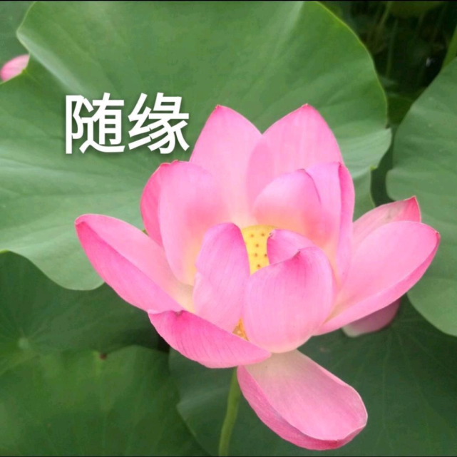 頭像|中年佛系荷花蓮花多人團頭