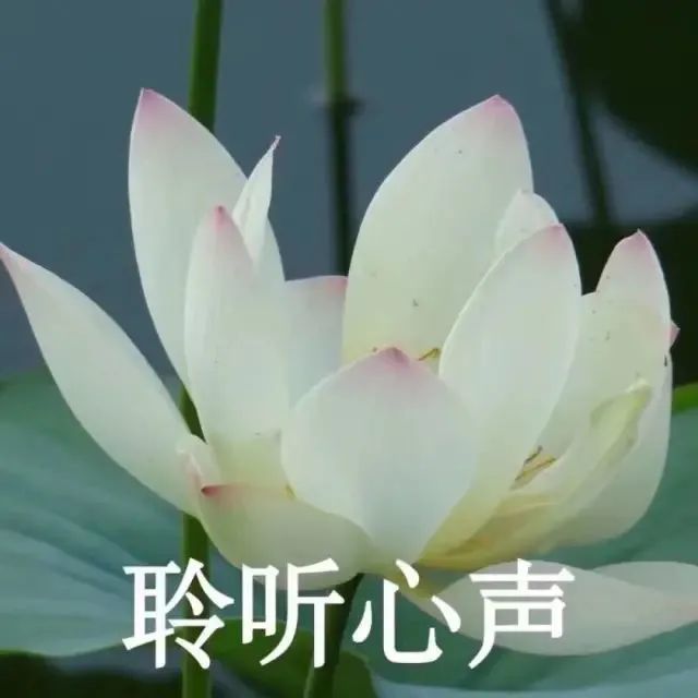 头像|中年佛系荷花莲花多人团头