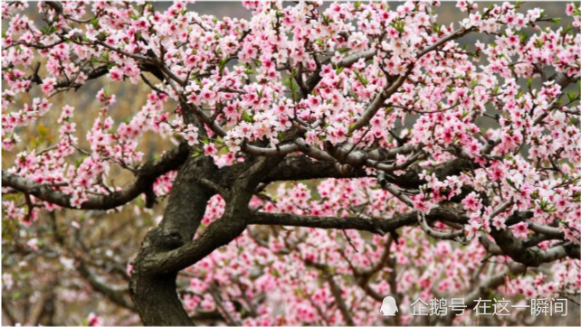 12月7日 9日起 生肖羊 生肖马 生肖兔运势逐步回升 桃花运飙升 腾讯新闻