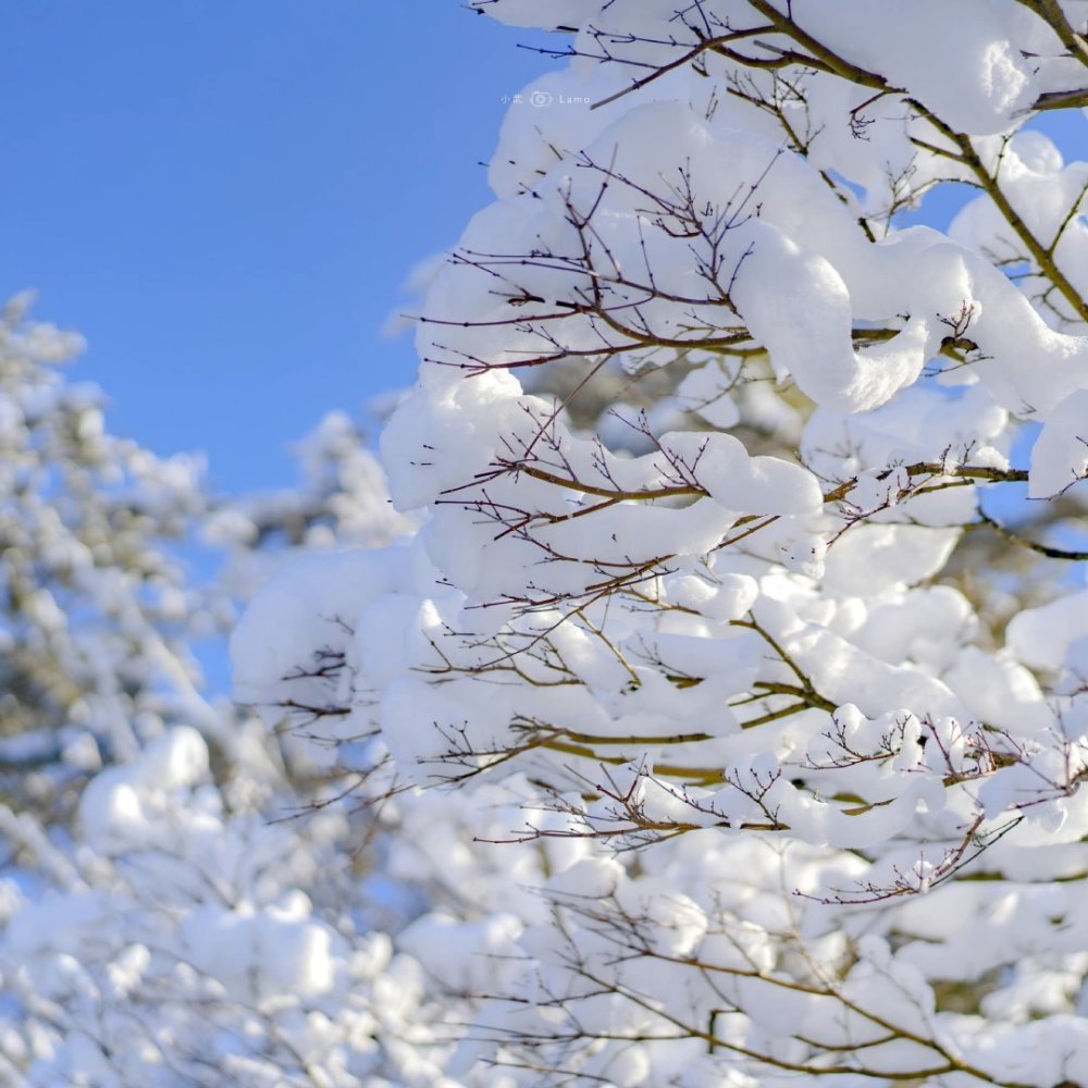 浪漫冬日限定の雪色背景圖