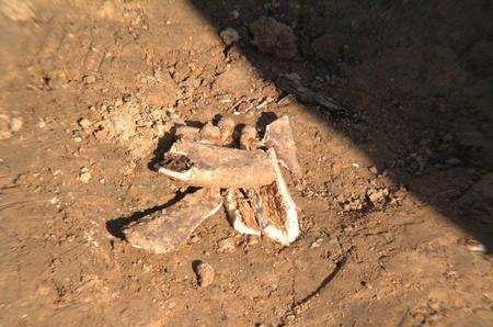 茂陵中曾经埋下一具麒麟骨后来宝贝不复存在了