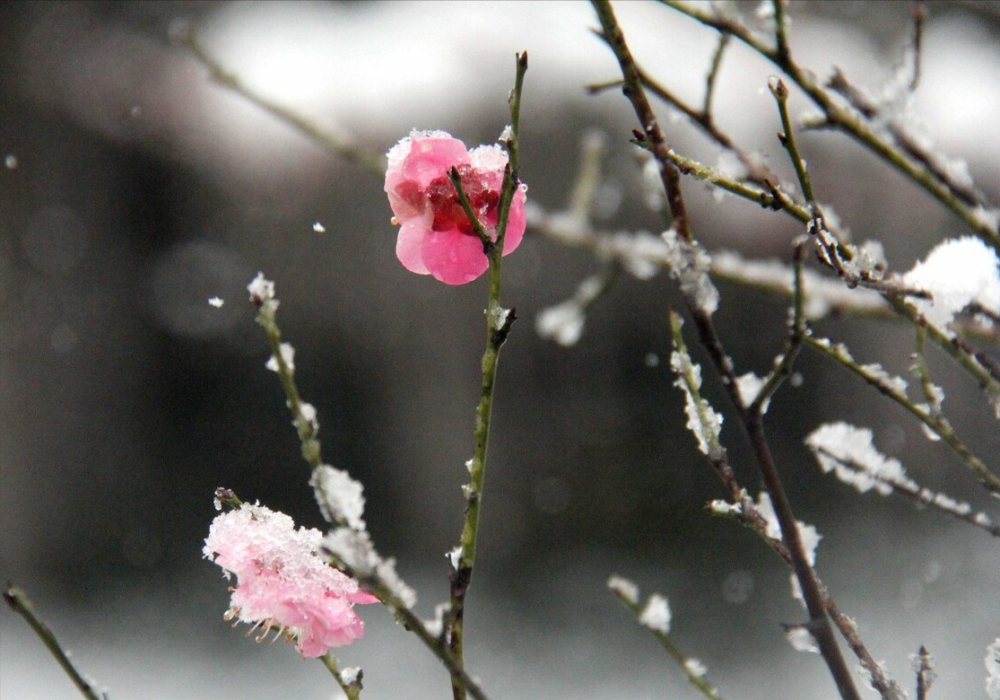 大雪:冬已深,愿你安暖