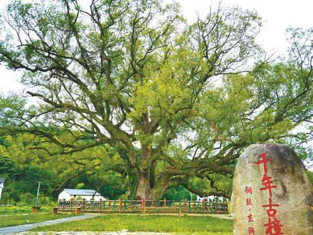 林草科普｜樟树：构建如诗如画的江南美景_腾讯新闻