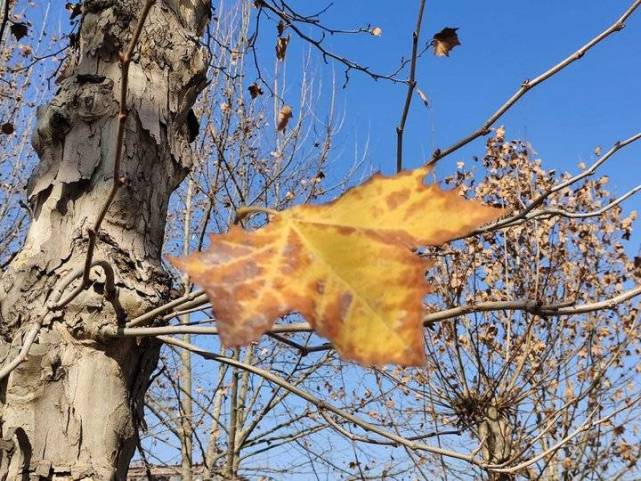 冬日里的最后一片树叶