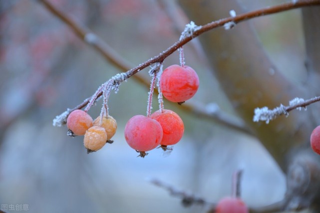 心若無塵,落雪聽禪,三千繁華涼到底,一葉菩提一葉心