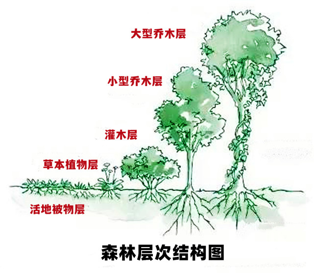乔木和灌木的区别(乔木和灌木的划分标准)
