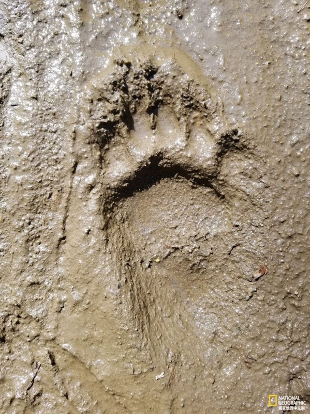 366万年前的脚印震惊了古生物学界这是走模特步的人类祖先