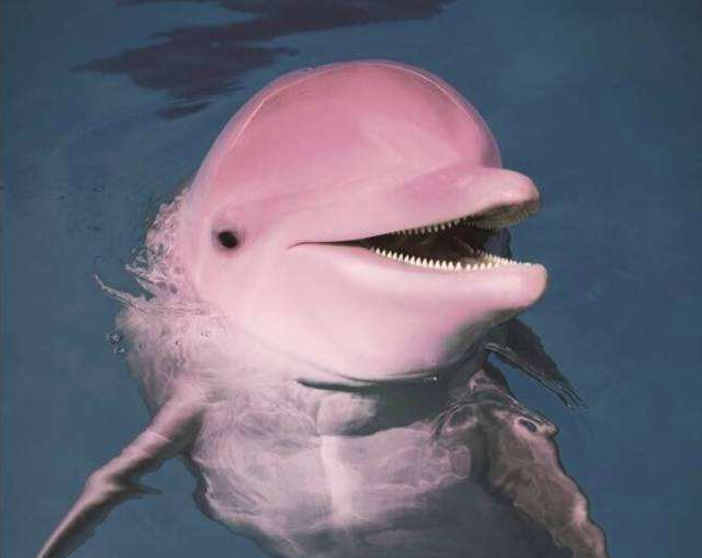 广东徐闻发现变异海豚全身血红色会是日本核污水导致的吗