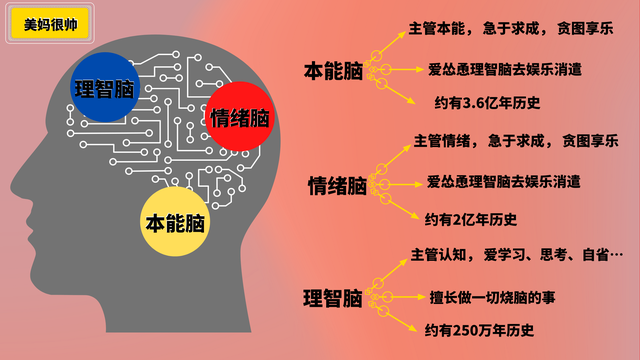 虽然理智脑很高级,但是个不折不扣的耗能大户.