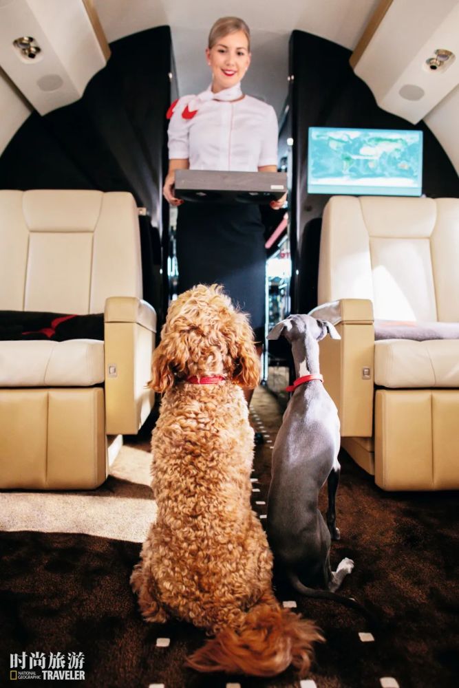 宠物飞行须知建议萌宠们在人类的陪同下阅读