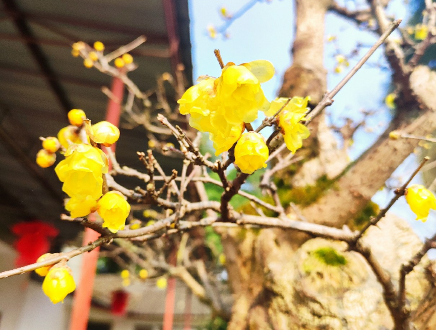 綜述臘梅冬日盆栽的小知識點就介紹到這裡,若大家感興趣,想要將帶有