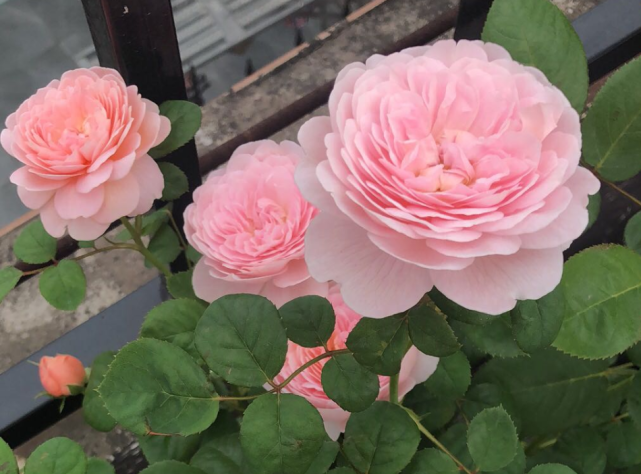 家庭養月季選瑞典女王,花香濃,蟲害少,種植一次年年有花賞