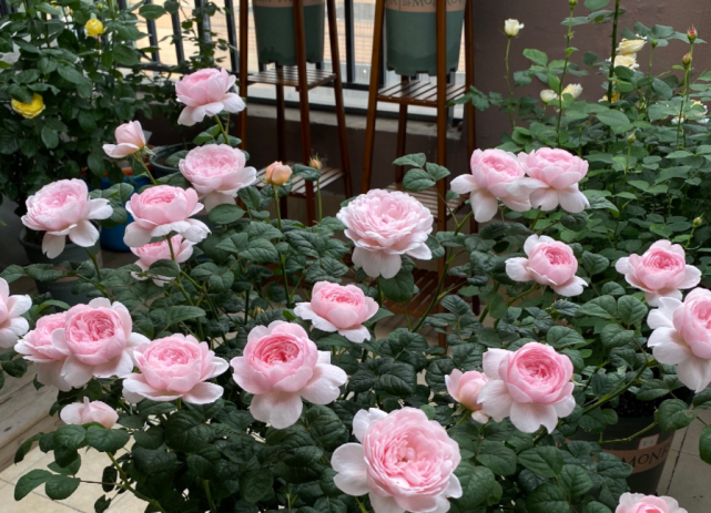 家庭养月季选瑞典女王,花香浓,虫害少,种植一次年年有花赏