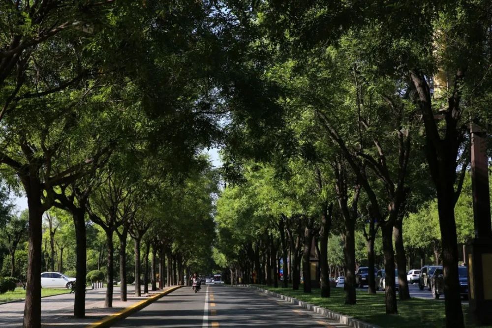 大连人注意市树市花投票明天开始