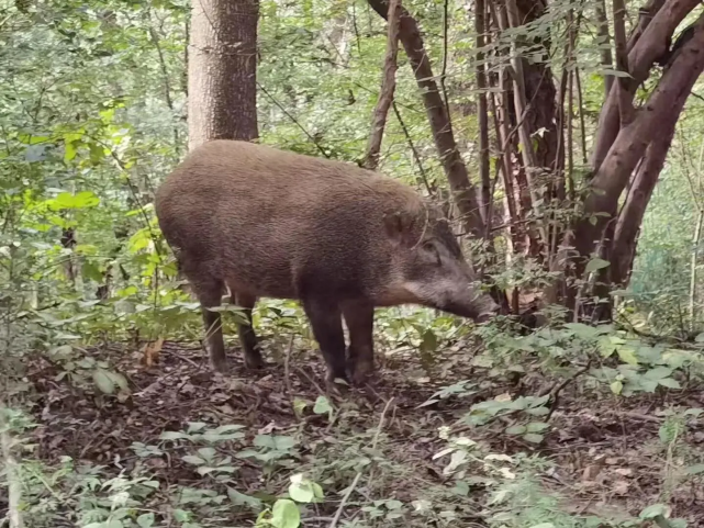 环境太好了野猪在南京栖霞山正经闲逛