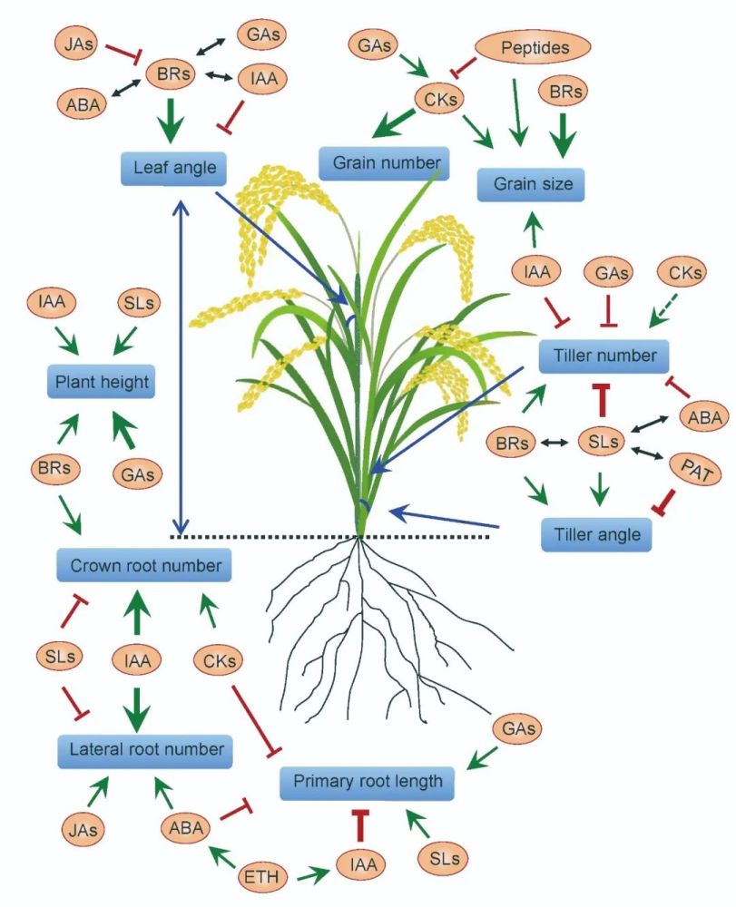 第二部分为"phytohormone and growth",该部分从影响水稻生长发育的
