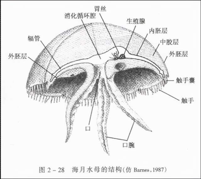 水母的身体结构图图片