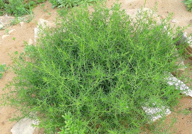 风滚草在我国有不少类似的同伴,除了猪毛菜,还有沙鞭,黑沙蒿等生长在