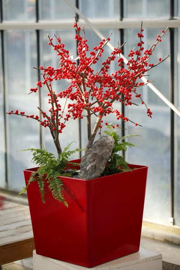 过年家庭必买花卉指南:北美冬青,最适合新年气氛的红色