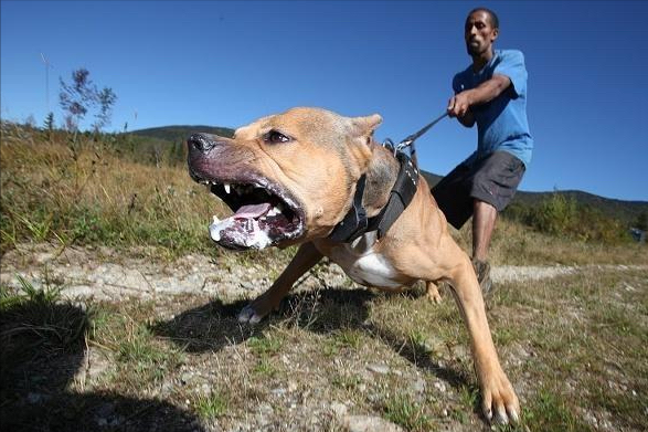 在以前人們還通過觀賞比賽而培育比特犬,這是一種鬥犬,出生就算為了