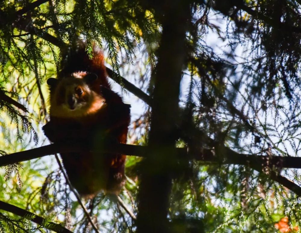 飞虎在树上晒太阳