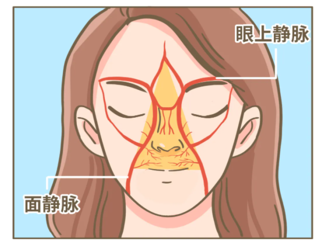 這塊區域下面有著非常豐富的血管,這些血管可以通往顱內.