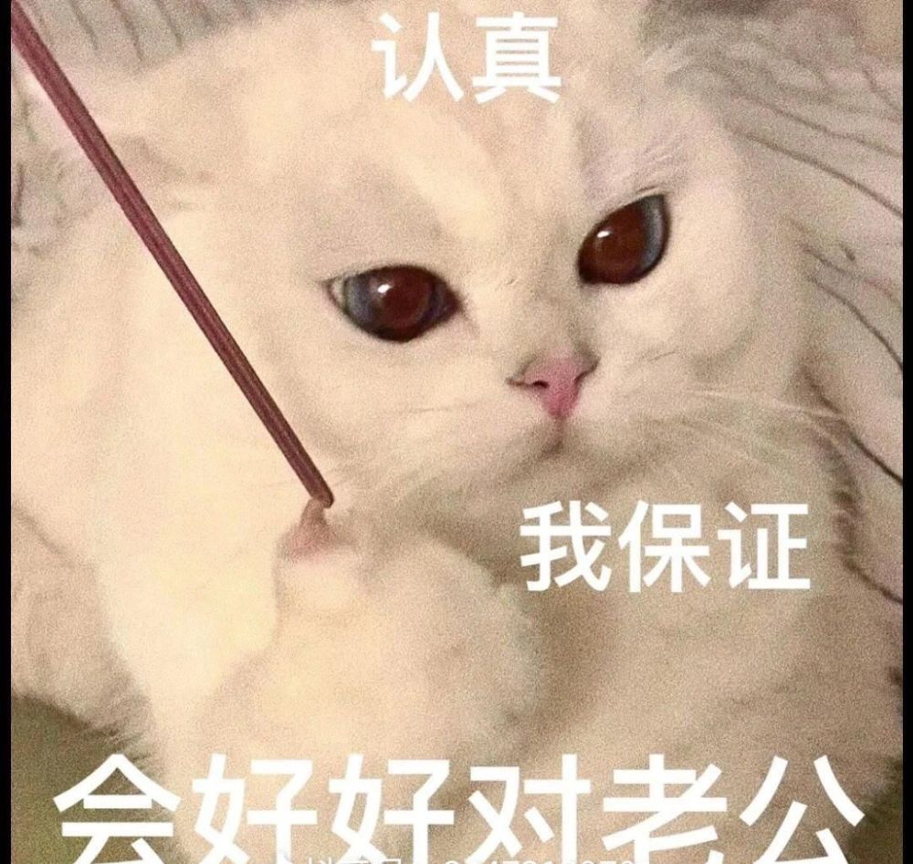 呜呜呜我摊牌了我是老公奴猫咪表情包