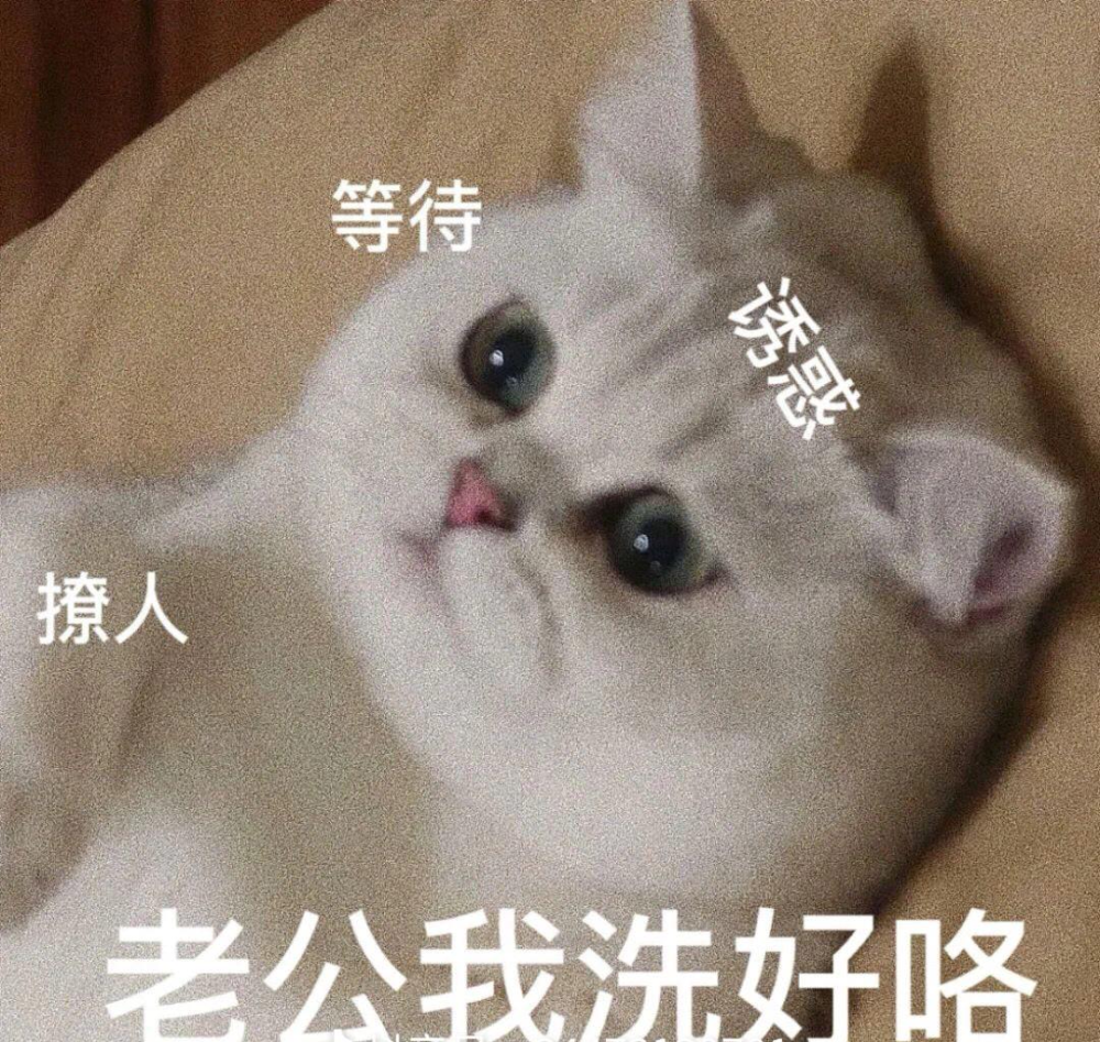 呜呜呜我摊牌了我是老公奴猫咪表情包