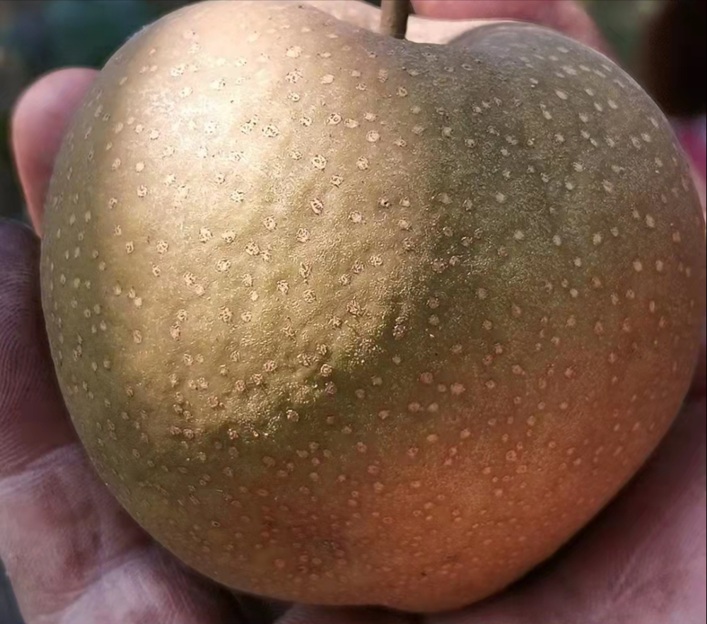 在我们老家那,除了河北的这类黑面梨,还有一种面梨的芽变品种叫"五香