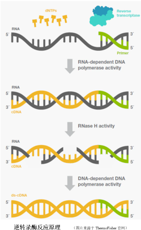 dna, cdna),形成rna:cdna杂交链;发挥rnase h活性,降解rna:dna杂交链
