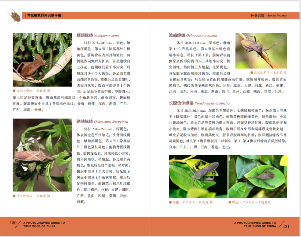 微店好货带着油墨清香的常见椿象野外识别手册全网仅此一家