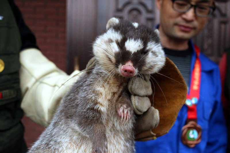 后,慈溪市野生动物保护协会派人上门查看,发现是一只白面狸来"串门"