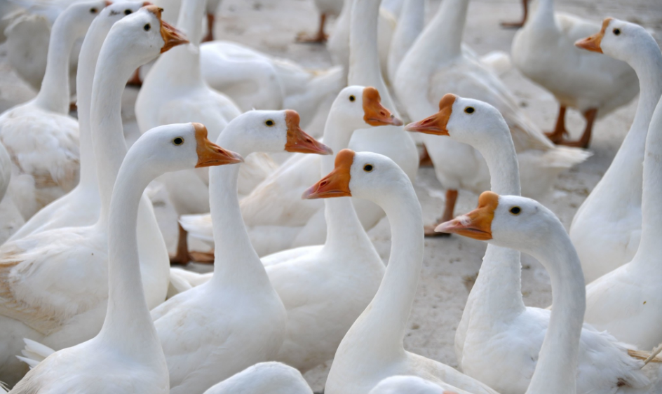 掉包了你吃的铁锅炖大鹅很可能是它