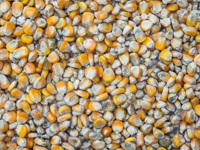 20毫克致命,女子接触霉变玉米后肺部长满真菌|黄曲霉素|致癌|玉米