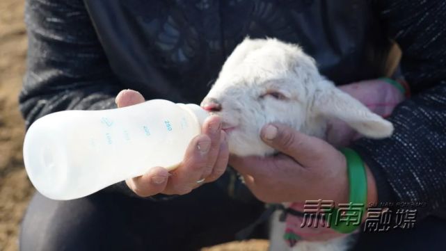 【我为群众办实事】肃南：畜牧兽医工作队真情为民助力接羔育羔_腾讯新闻