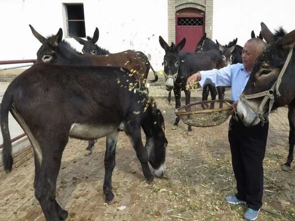 山西有看头美食篇广灵画眉驴肉