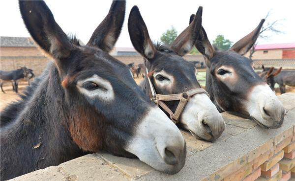 山西有看头美食篇广灵画眉驴肉