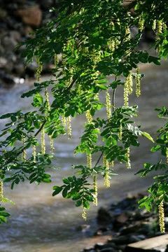 美文欣赏麻柳树将以何种姿态站立在春天