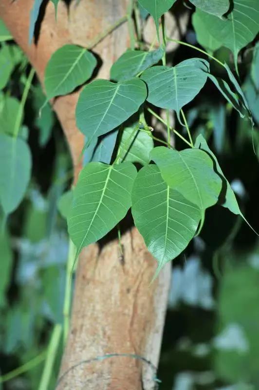 林草科普敦煌壁画中的植物菩提树