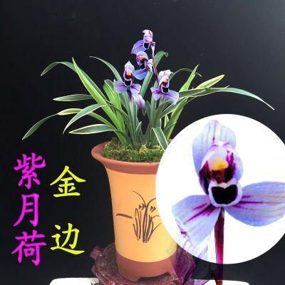 花开紫色的"紫月荷,花色高贵,兰香醇正,新手也能养好_腾讯新闻