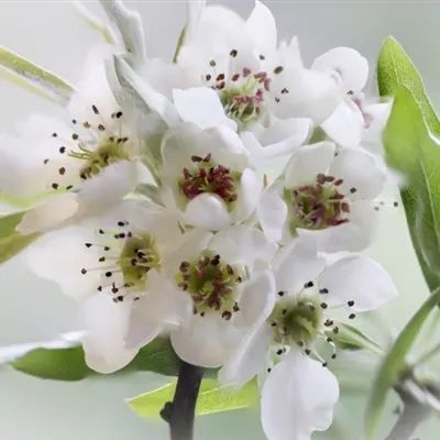 头像|好看洁白如雪的梨花微信头像图片 第616期