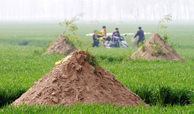 全国范围取消土葬部分地区新坟不允许建设旧坟限期拆除