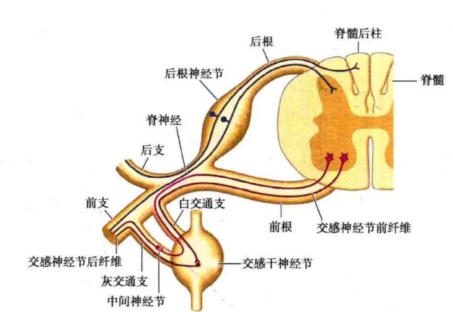 交感神經解剖簡介