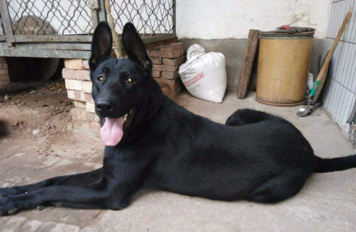 2012年海南大丹犬离奇失踪传闻是神秘野兽叼走这是真的吗